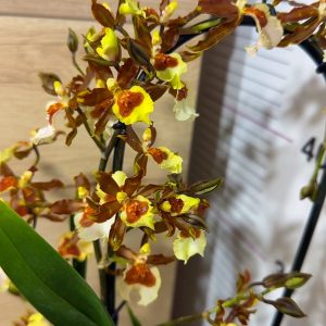 Ароматна Камбрия Каскадна  #95