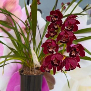 Каскаден Цимбидиум #47