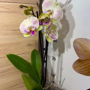 Alternative view of ПРОМО ЦЕНА! Фаленопсис 2цв.  #106