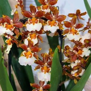 Ароматна Камбрия Каскадна  #94