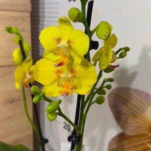 НАМАЛЕНА ЦЕНА! Фаленопсис 2цв.  #104