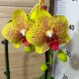 Фаленопсис Каскаден #23