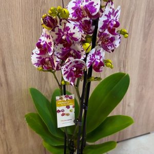 Alternative view of ТОП ЦЕНА! Фаленопсис 2-3 цв.  #107