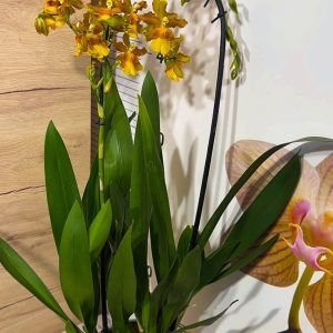 Alternative view of Ароматна Камбрия Каскадна  #96