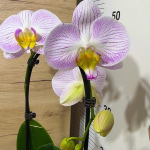 Фаленопсис Каскаден #24