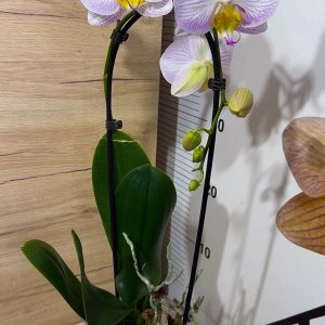 Alternative view of Фаленопсис Каскаден #24