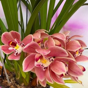 Каскаден Цимбидиум #48