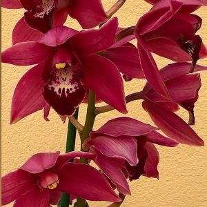 Цимбидиум #44