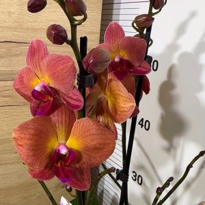 Фаленопсис 2 цв. #215