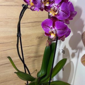 Alternative view of Фаленопсис Каскаден #25