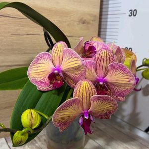 Alternative view of Фаленопсис Каскаден #187