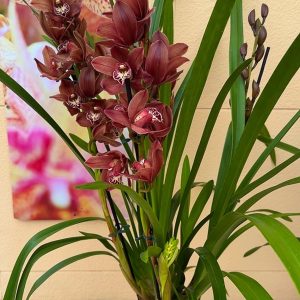 Alternative view of Цимбидиум  #46