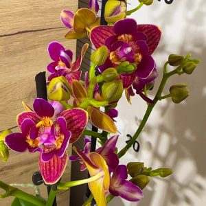 Alternative view of Фаленопсис 2цв Пелорик #209