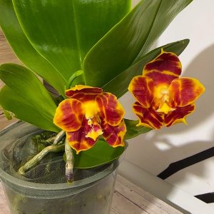 Alternative view of Фаленопсис 1-2цв #205