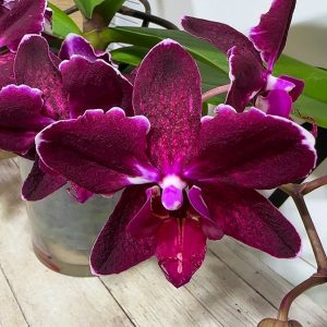 Фаленопсис Каскаден ПЕЛОРИК #183