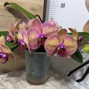 Фаленопсис Каскаден #187