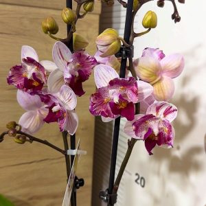 Alternative view of Фаленопсис 2цв. Пелорик #201