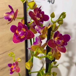 Фаленопсис 2цв Пелорик #209