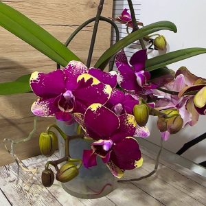 Фаленопсис Каскаден #184