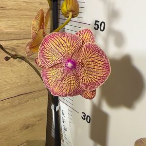 Фаленопсис 1 цв. Калейдоскоп #210