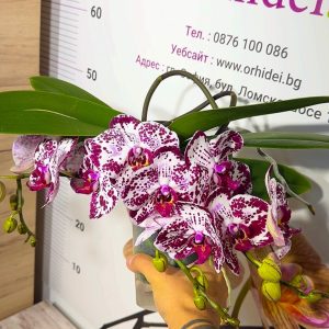 Alternative view of Фаленопсис Каскаден #185