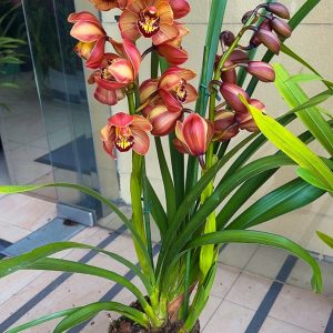 Alternative view of Цимбидиум  #41