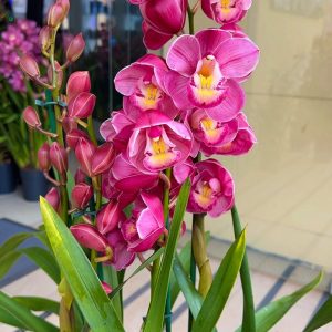 Цимбидиум #45