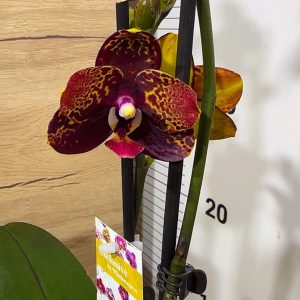 Фаленопсис 2цв. Reyoung Lava #203