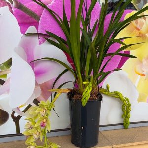 Alternative view of Каскаден Цимбидиум  #49