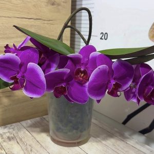 Alternative view of Фаленопсис Каскаден #189