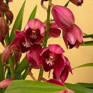 Alternative view of Цимбидиум  #44