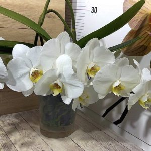 Фаленопсис Каскаден #186