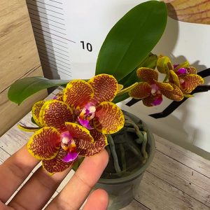 Alternative view of Фаленопсис 2цв #207