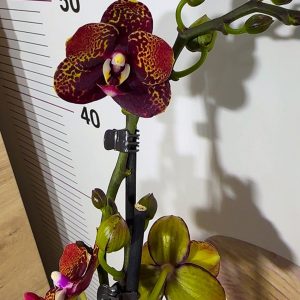 Alternative view of Фаленопсис 2цв. Reyoung Lava  #203