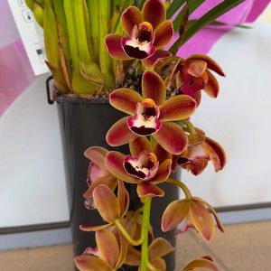 Каскаден Цимбидиум #50