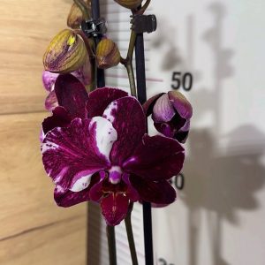 Фаленопсис 2 цв. #211