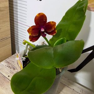 Alternative view of Фаленопсис 1-2цв #208