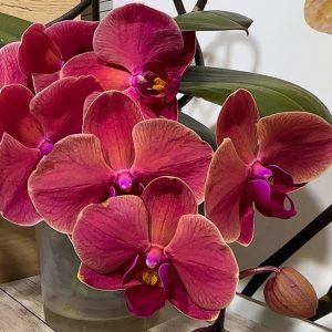 Фаленопсис Каскаден #188