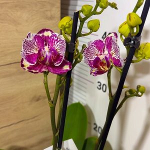 Фаленопсис 2цв. Пелорик #200