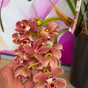 Alternative view of Каскаден Цимбидиум  #48