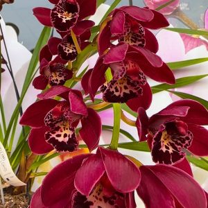 Alternative view of Каскаден Цимбидиум  #47