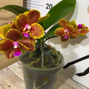 Фаленопсис 2цв #207