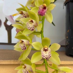 Каскаден Цимбидиум #49