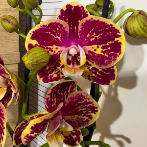 Alternative view of Фаленопсис 2 цв. #212