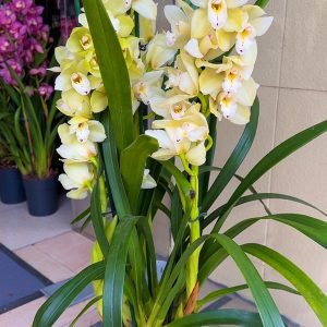 Alternative view of Цимбидиум  #43