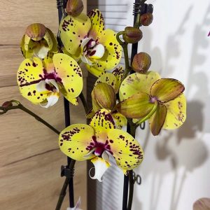 Фаленопсис 2 цв. #213