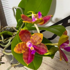 Фаленопсис 2цв #204
