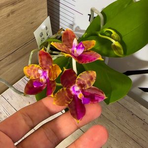 Alternative view of Фаленопсис 2цв #204