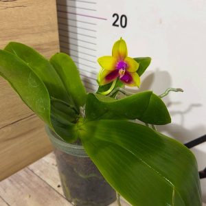Alternative view of Фаленопсис Bear Queen  #202