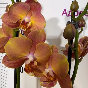 Фаленопсис 2 цв. Монако #214
